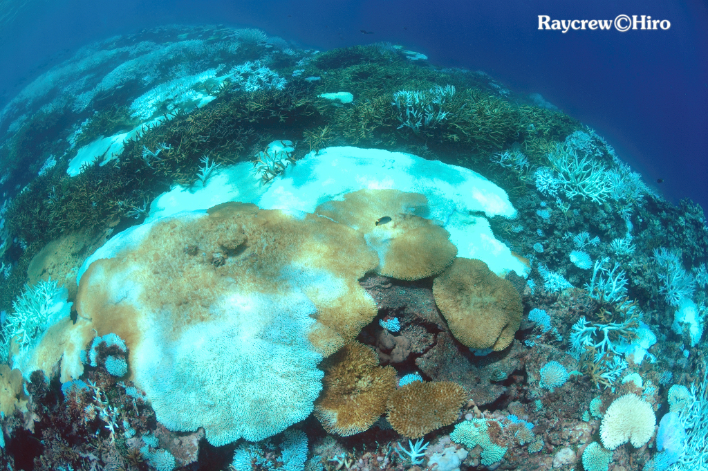 マーシャル諸島サンゴの白化