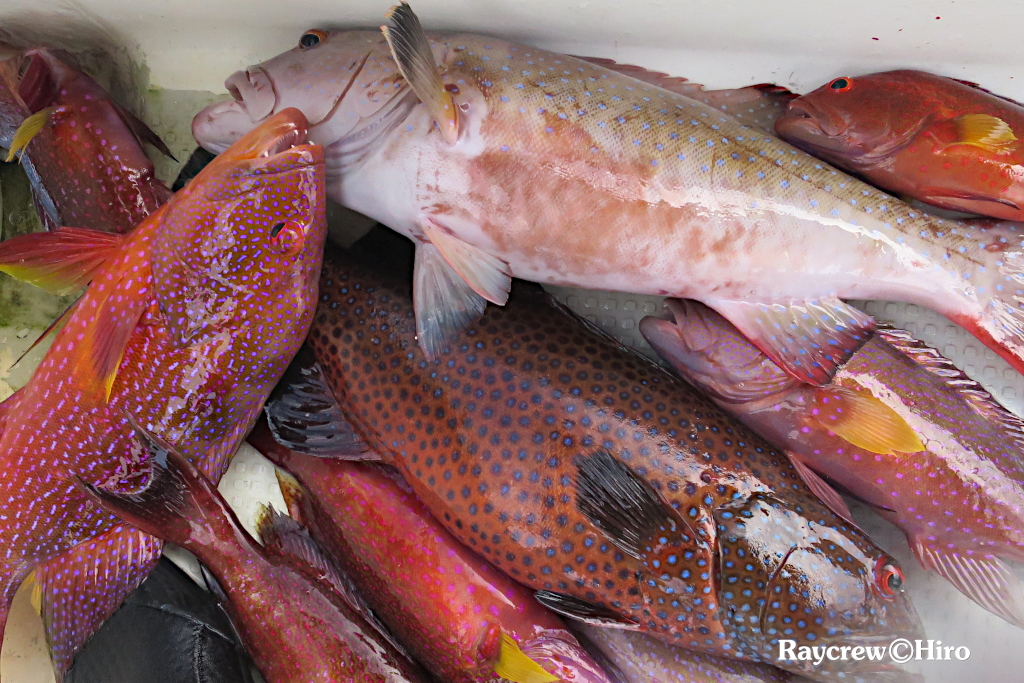 シガテラ毒魚とは【マーシャル諸島の魚達の実態】
