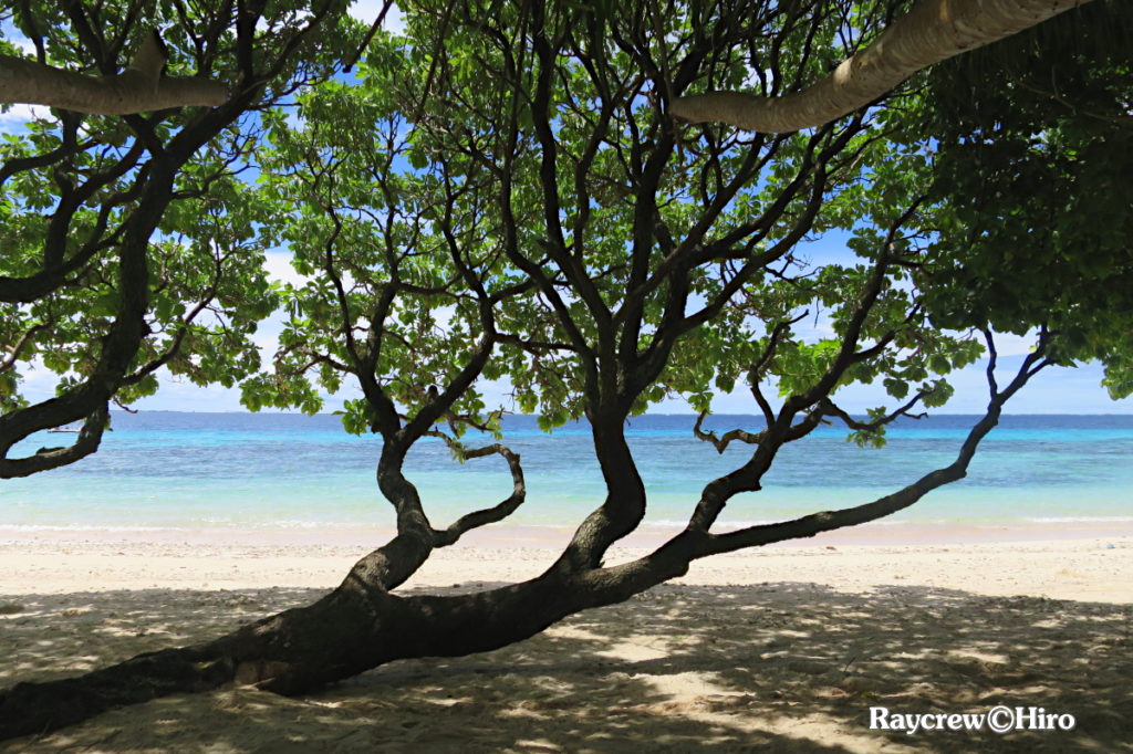 南国マーシャル諸島の大きな木【テリハボク】黄緑色の実の正体