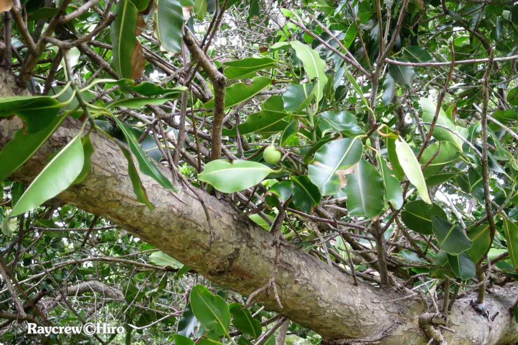【テリハボク】南国マーシャル諸島の大きな木と黄緑色の実の正体