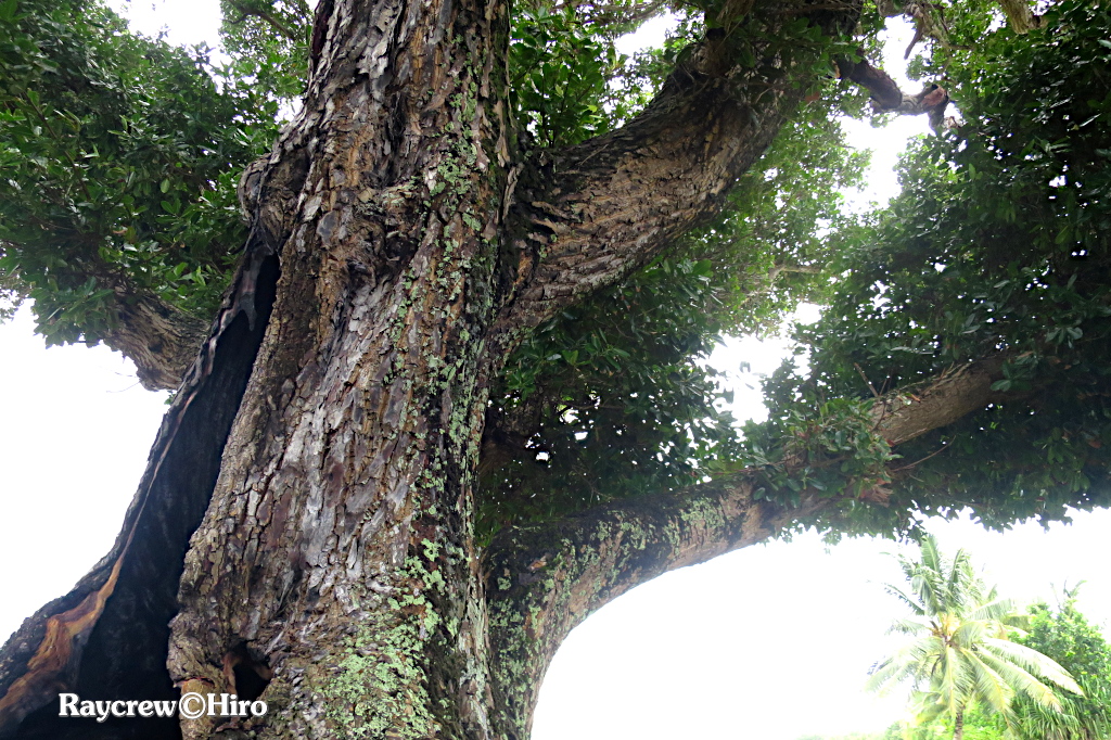 【テリハボク】南国マーシャル諸島の大きな木と黄緑色の実の正体