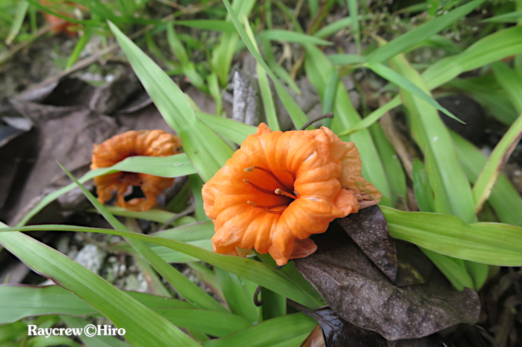 【キバナイヌジシャ】南国マーシャル諸島の大きな木とオレンジ色の花
