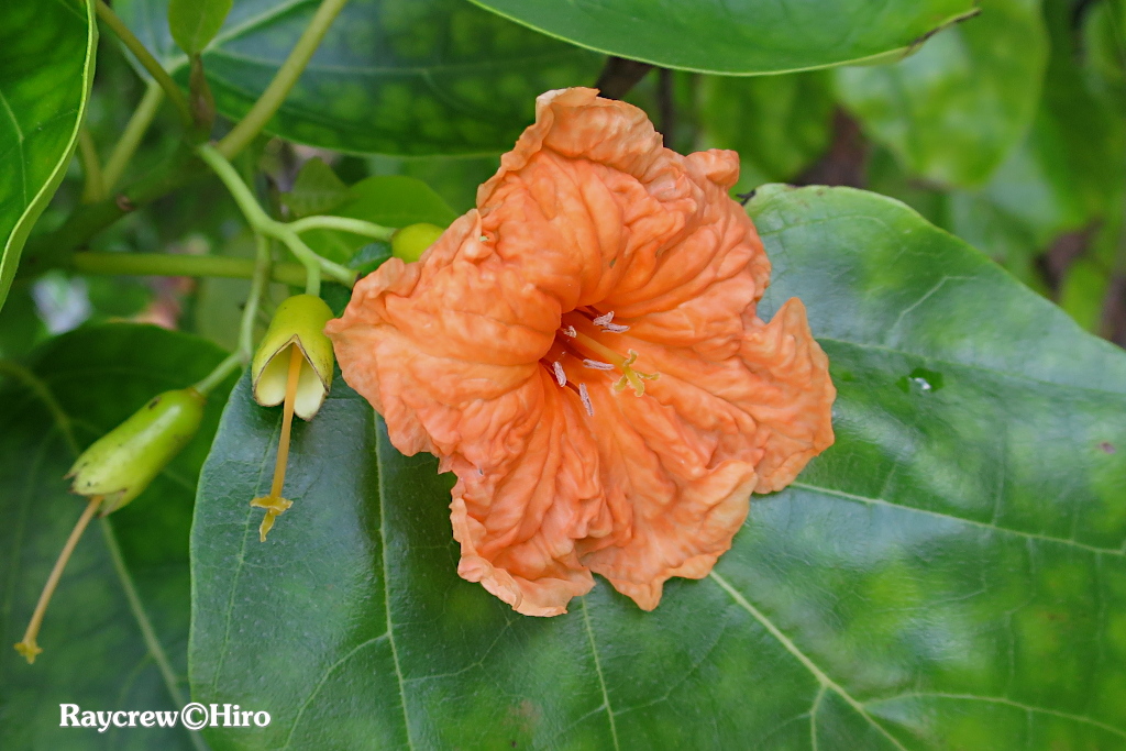 【キバナイヌジシャ】南国マーシャル諸島の大きな木とオレンジ色の花