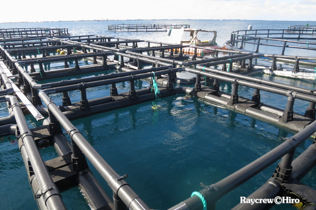 マジュロ環礁の洋上養殖ケージ新設置水面作業【Day1】