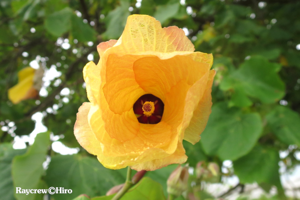 【オオハマボウ/大浜朴】南国マーシャル諸島の大きな木と黄色の花