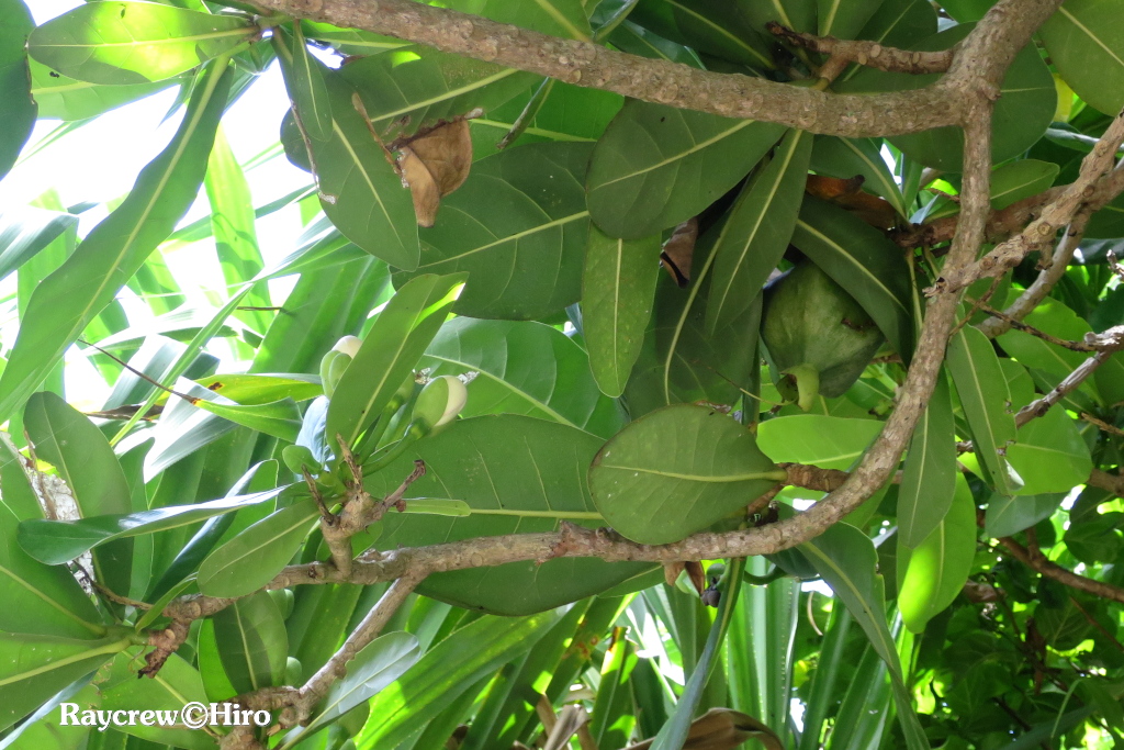 【ゴバンノアシ】南国マーシャル諸島の大きな木とサガリバナ似の花