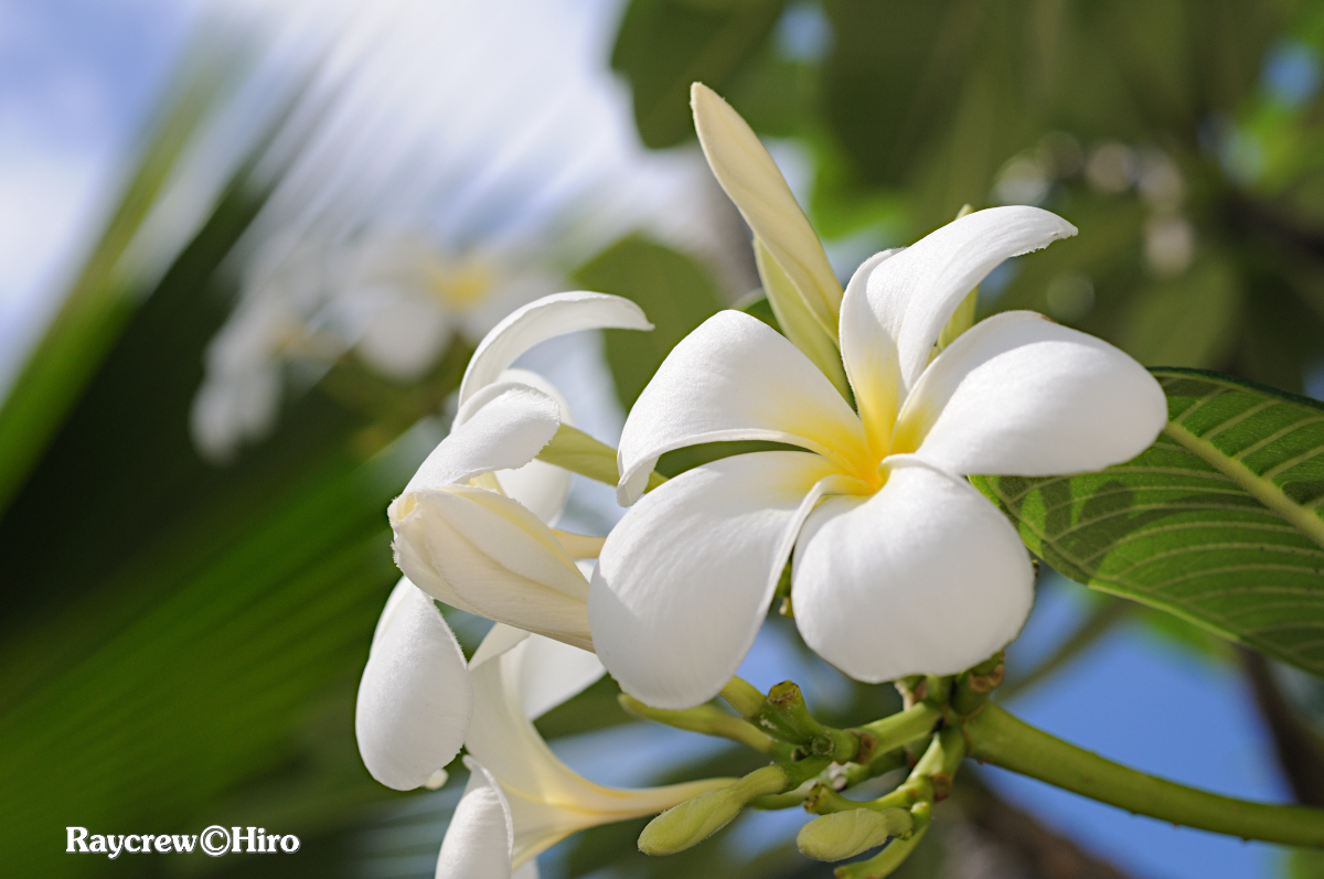 【プルメリア】南国マーシャル諸島の身近な花