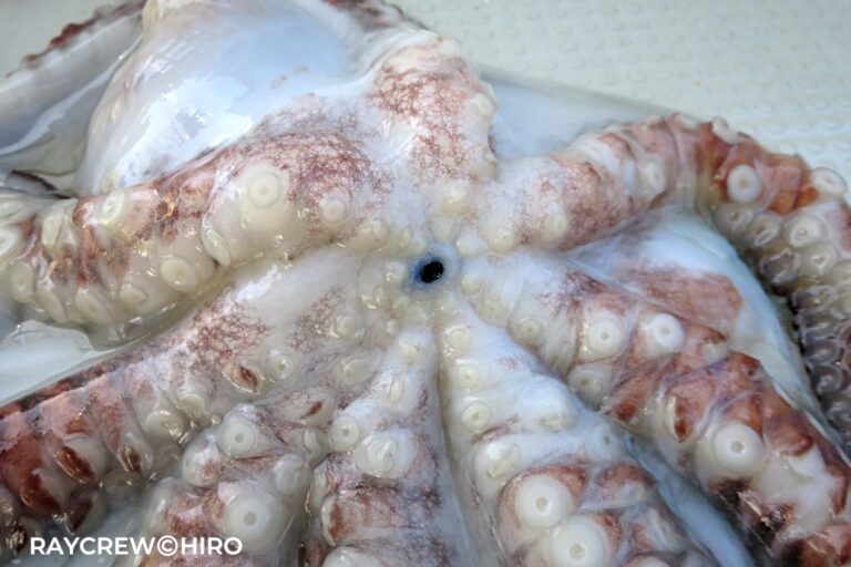 タコの部位名称【頭部や胴体はどこ？】