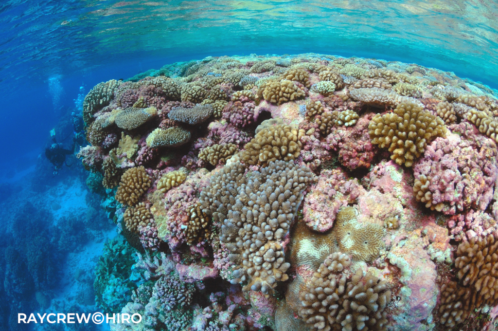 マーシャル諸島アルノ環礁の水中景観【首都マジュロから一番近い環礁】
