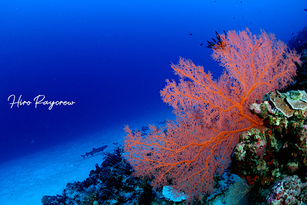 マーシャル諸島マジュロ環礁の水中風景